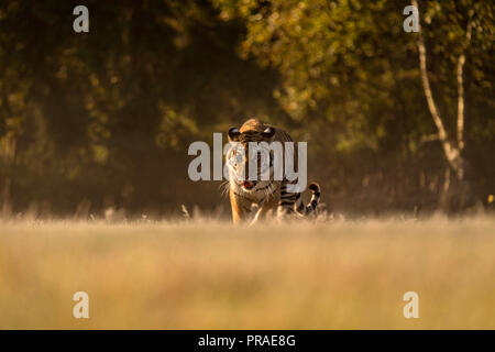 Tiger corre dietro la preda. A caccia di preda in tajga nel caldo giorno d'estate. Tigre nella natura selvaggia. Azione scena della fauna selvatica, pericolo animale. Bella Siberian t Foto Stock