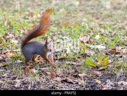 Scoiattolo rosso con soffici coda alla ricerca di cibo nel parco autunnali Foto Stock