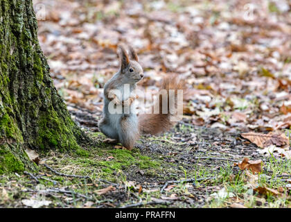 Funny piccolo scoiattolo in piedi vicino all albero nel parco autunnali e alla ricerca di cibo Foto Stock