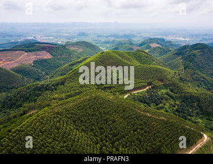 Vista aerea della crescita veloce transgenici foresta di eucalipto in Cina Foto Stock