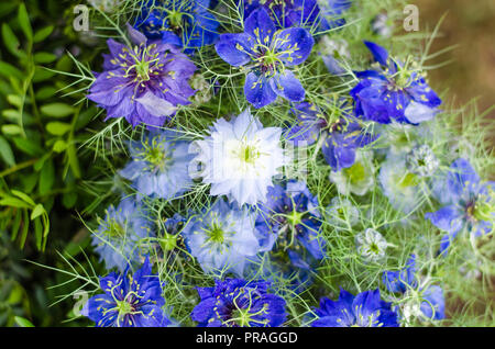 Gruppo di bella blu fiordaliso fiori come sfondo floreale Foto Stock