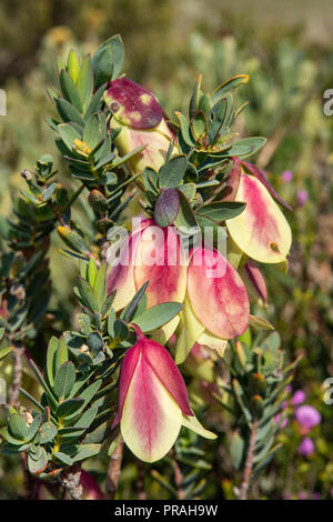 Physodes Pimelea, Qualup Bell Foto Stock