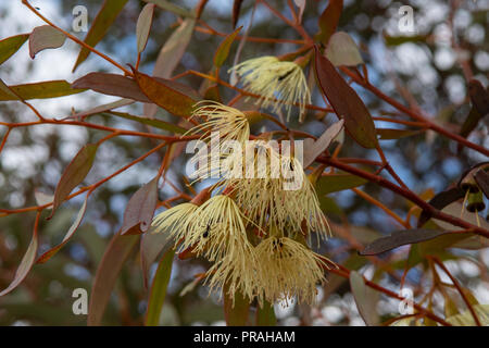 Eucalipto, tetragona Tallerack Foto Stock