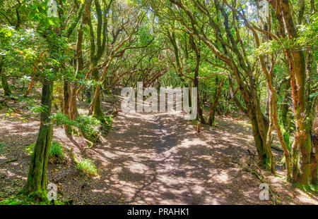 TENERIFE, Spagna - 20 agosto: (nota del redattore: Immagine è una digitale [High Dynamic Range HDR] composito.) Il Sendero de los Sentidos percorso è visto a Cruz del Carmen bosco su agosto 20, 2018 a Tenerife, Spagna. Questa foresta laurel si trova in una tipica foresta pluviale tropicale. Foto Stock