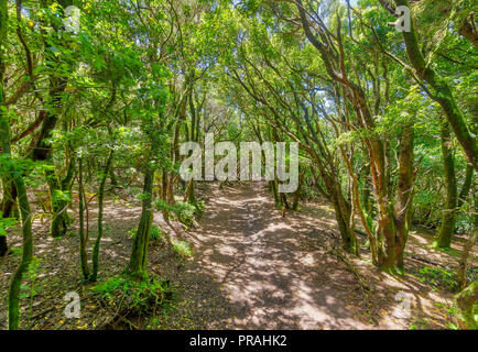 TENERIFE, Spagna - 20 agosto: (nota del redattore: Immagine è una digitale [High Dynamic Range HDR] composito.) Il Sendero de los Sentidos percorso è visto a Cruz del Carmen bosco su agosto 20, 2018 a Tenerife, Spagna. Questa foresta laurel si trova in una tipica foresta pluviale tropicale. Foto Stock