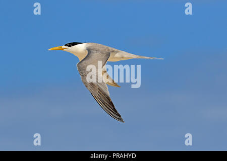 Adulto Crested Tern in volo a Michaelmas Cay grande barriera corallina del Nord del Queensland in Australia Foto Stock