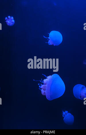 Gruppo di bianco macchiato meduse in acqua blu, Phyllorhiza punctata Foto Stock