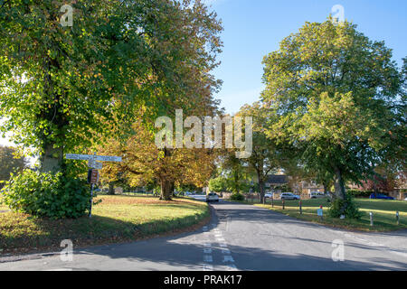 Acer pseudoplatanus. Alberi di sicomoro su Kingham verde in inizio autunno. Cotswolds, Oxfordshire, Inghilterra Foto Stock