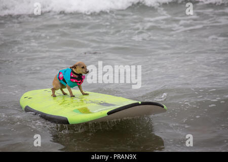 Huntington Beach, California, Stati Uniti d'America. 29 Settembre, 2018. Settembre 29, 2018 - 6 mese-vecchio, quattro e mezza libbra Titi, possedute da Ryan Rustan di Huntington Beach, CA, surf nella città di Surf Surf Comptetition cane in Huntington Beach, CA, Stati Uniti d'America Credito: Kayte Deioma/Alamy Live News Foto Stock