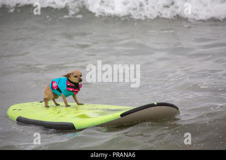 Huntington Beach, California, Stati Uniti d'America. 29 Settembre, 2018. Settembre 29, 2018 - 6 mese-vecchio, quattro e mezza libbra Titi, possedute da Ryan Rustan di Huntington Beach, CA, surf nella città di Surf Surf Comptetition cane in Huntington Beach, CA, Stati Uniti d'America Credito: Kayte Deioma/Alamy Live News Foto Stock