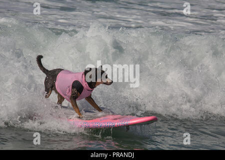 Huntington Beach, California, Stati Uniti d'America. 29 Settembre, 2018. Settembre 29, 2018 - Abbie, di proprietà di Michael Uy di San Francisco, presso la città di Surf Surf Comptetition cane in Huntington Beach, CA, Stati Uniti d'America Credito: Kayte Deioma/Alamy Live News Foto Stock