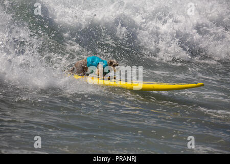 Huntington Beach, California, Stati Uniti d'America. 29 Settembre, 2018. Settembre 29, 2018 - Il Principe Dudeman, possedute da Ryan Thor, mettendo in primo luogo le prestazioni al Surf City Surf Comptetition cane in Huntington Beach, CA, Stati Uniti d'America Credito: Kayte Deioma/Alamy Live News Foto Stock