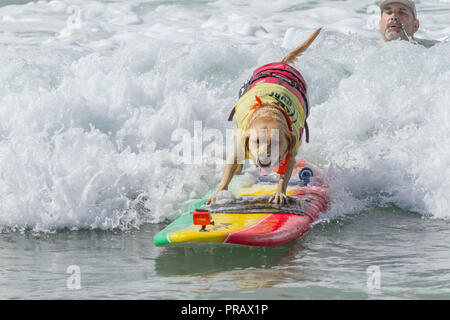 Hunnington Beach, CA, Stati Uniti d'America. 29Sep, 2018. Surfcity Surfdog concorrenza. La McKenna Subaru Surf City Surf cane", il famoso premier evento sul cane circuito Surf è tenuto ogni anno a fine settembre nel Surf City USA. L'evento riunisce le comunità, i surfisti e gli amanti del cane, famiglie & animali domestici per una giornata di divertimento e raccolta fondi a uno della California del sud più incontaminate spiagge - Huntington Dog Beach! Credito: Daren Fentiman/ZUMA filo/Alamy Live News Foto Stock