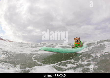 Hunnington Beach, CA, Stati Uniti d'America. 29Sep, 2018. Surfcity Surfdog concorrenza. La McKenna Subaru Surf City Surf cane", il famoso premier evento sul cane circuito Surf è tenuto ogni anno a fine settembre nel Surf City USA. L'evento riunisce le comunità, i surfisti e gli amanti del cane, famiglie & animali domestici per una giornata di divertimento e raccolta fondi a uno della California del sud più incontaminate spiagge - Huntington Dog Beach! Credito: Daren Fentiman/ZUMA filo/Alamy Live News Foto Stock