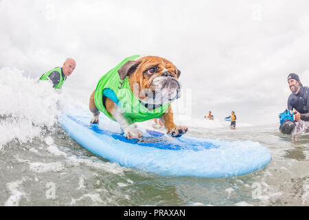 Hunnington Beach, CA, Stati Uniti d'America. 29Sep, 2018. Surfcity Surfdog concorrenza. La McKenna Subaru Surf City Surf cane", il famoso premier evento sul cane circuito Surf è tenuto ogni anno a fine settembre nel Surf City USA. L'evento riunisce le comunità, i surfisti e gli amanti del cane, famiglie & animali domestici per una giornata di divertimento e raccolta fondi a uno della California del sud più incontaminate spiagge - Huntington Dog Beach! Credito: Daren Fentiman/ZUMA filo/Alamy Live News Foto Stock