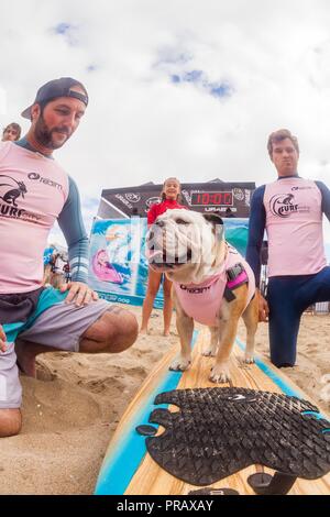 Hunnington Beach, CA, Stati Uniti d'America. 29Sep, 2018. Surfcity Surfdog concorrenza. La McKenna Subaru Surf City Surf cane", il famoso premier evento sul cane circuito Surf è tenuto ogni anno a fine settembre nel Surf City USA. L'evento riunisce le comunità, i surfisti e gli amanti del cane, famiglie & animali domestici per una giornata di divertimento e raccolta fondi a uno della California del sud più incontaminate spiagge - Huntington Dog Beach! Credito: Daren Fentiman/ZUMA filo/Alamy Live News Foto Stock