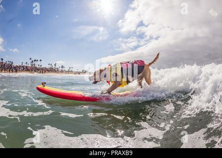 Hunnington Beach, CA, Stati Uniti d'America. 29Sep, 2018. Surfcity Surfdog concorrenza. La McKenna Subaru Surf City Surf cane", il famoso premier evento sul cane circuito Surf è tenuto ogni anno a fine settembre nel Surf City USA. L'evento riunisce le comunità, i surfisti e gli amanti del cane, famiglie & animali domestici per una giornata di divertimento e raccolta fondi a uno della California del sud più incontaminate spiagge - Huntington Dog Beach! Credito: Daren Fentiman/ZUMA filo/Alamy Live News Foto Stock