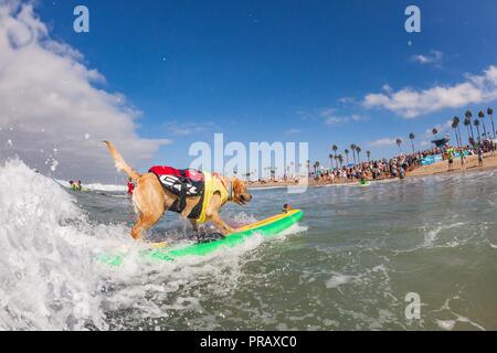 Hunnington Beach, CA, Stati Uniti d'America. 29Sep, 2018. Surfcity Surfdog concorrenza. La McKenna Subaru Surf City Surf cane", il famoso premier evento sul cane circuito Surf è tenuto ogni anno a fine settembre nel Surf City USA. L'evento riunisce le comunità, i surfisti e gli amanti del cane, famiglie & animali domestici per una giornata di divertimento e raccolta fondi a uno della California del sud più incontaminate spiagge - Huntington Dog Beach! Credito: Daren Fentiman/ZUMA filo/Alamy Live News Foto Stock