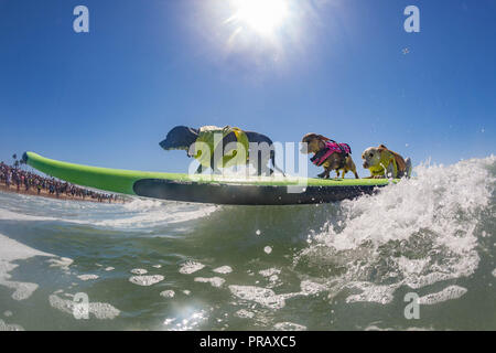 Hunnington Beach, CA, Stati Uniti d'America. 29Sep, 2018. Surfcity Surfdog concorrenza. La McKenna Subaru Surf City Surf cane", il famoso premier evento sul cane circuito Surf è tenuto ogni anno a fine settembre nel Surf City USA. L'evento riunisce le comunità, i surfisti e gli amanti del cane, famiglie & animali domestici per una giornata di divertimento e raccolta fondi a uno della California del sud più incontaminate spiagge - Huntington Dog Beach! Credito: Daren Fentiman/ZUMA filo/Alamy Live News Foto Stock