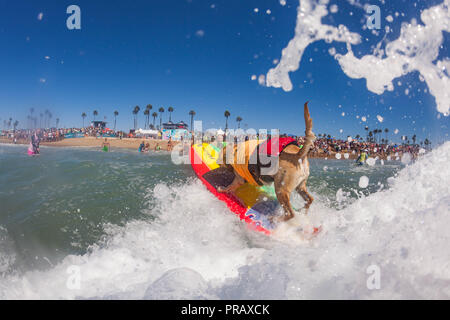 Hunnington Beach, CA, Stati Uniti d'America. 29Sep, 2018. Surfcity Surfdog concorrenza. La McKenna Subaru Surf City Surf cane", il famoso premier evento sul cane circuito Surf è tenuto ogni anno a fine settembre nel Surf City USA. L'evento riunisce le comunità, i surfisti e gli amanti del cane, famiglie & animali domestici per una giornata di divertimento e raccolta fondi a uno della California del sud più incontaminate spiagge - Huntington Dog Beach! Credito: Daren Fentiman/ZUMA filo/Alamy Live News Foto Stock