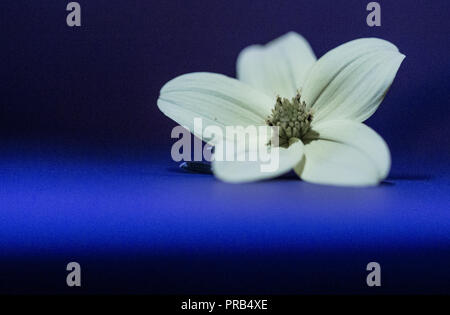 Fiore giallo lonely Lost in Blue Foto Stock