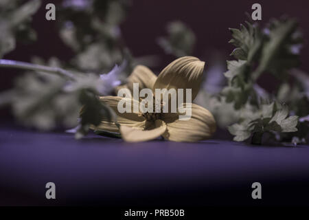 Fiore giallo lonely Lost in Blue Foto Stock