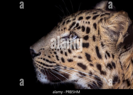 Maschio di Amur leopard (profilo) Foto Stock