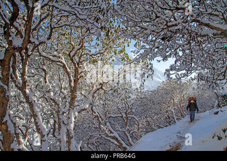 Porter passando attraverso la coperta di neve di betulle sul sentiero di Gokyo Ri Foto Stock