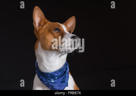 Tasto basso ritratto di elegante basenji cane maschio indossando fazzoletto blu Foto Stock