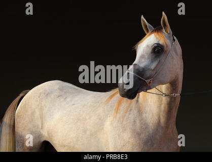 Razza Arabian Horse, ritratto di un grigio mare con gioielli briglia in uno sfondo scuro Foto Stock