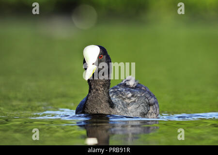 Coot nero sulla superficie dell'acqua ( fulica atra ) Foto Stock