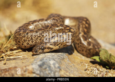 Primo piano del novellame di sabbia javelin boa ( Eryx jaculus ) Foto Stock