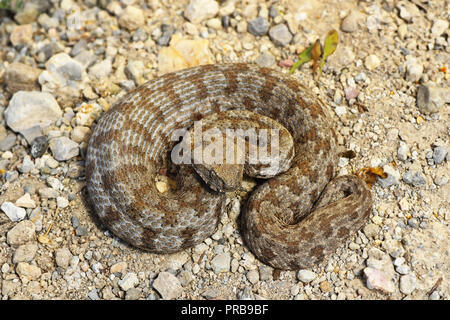 A piena lunghezza Macrovipera lebetina schweizeri in habitat naturale, il più raro serpente europeo, in pericolo critico sulla Lista Rossa IUCN Foto Stock
