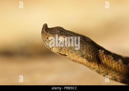 Testa di pericolose naso europeo vipera cornuta ( Vipera ammodytes ) Foto Stock