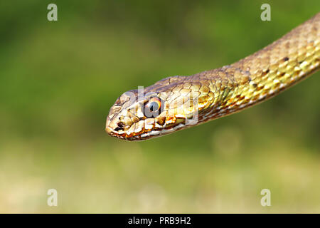 Malpolon insignitus, dettaglio della testa, l'orientale montpellier snake ritratto Foto Stock