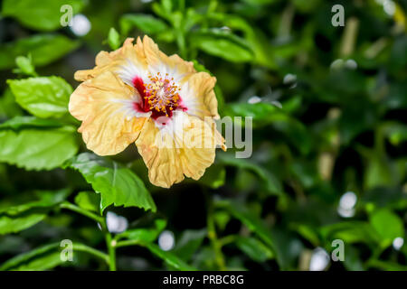 Ibisco rosa cinese. Pianta tropicale, impianto comune in Tailandia India, Cina. Foto Stock