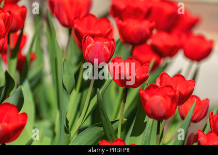 Bella tulipani rossi con foglia verde in giardino con molti sfocata fiore come sfondo del fiore rosso fiore nel parco. Foto Stock