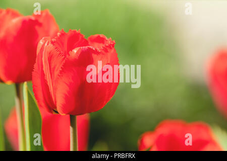 Bella tulipani rossi con foglia verde in giardino con molti sfocata fiore come sfondo del fiore rosso fiore nel parco. Foto Stock