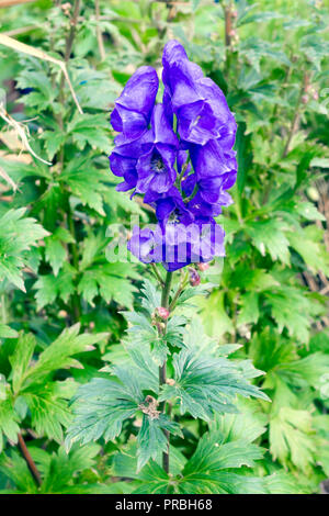 Aconitum o monaci cappa un molto pianta velenosa con il blu a forma di campana fiori che crescono in un giardino urbano nel North Yorkshire England Regno Unito Foto Stock