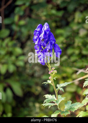 Aconitum o monaci cappa un molto pianta velenosa con il blu a forma di campana fiori che crescono in un giardino urbano nel North Yorkshire England Regno Unito Foto Stock