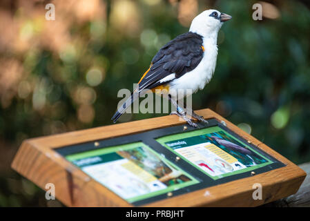 Bianco-guidato buffalo weaver (Dinemellia dinemelli) presso il Living Treehouse presentano presso lo Zoo di Atlanta in Atlanta, Georgia. (USA) Foto Stock