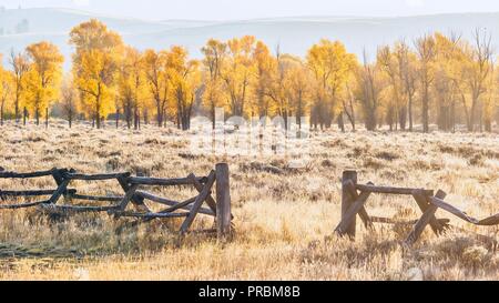 Un paesaggio autunnale in scena a Jackson Hole, Wyoming, compreso un vecchio stile e buck rampa ranch in legno recinzione e colorato aspen alberi in mattina presto Foto Stock