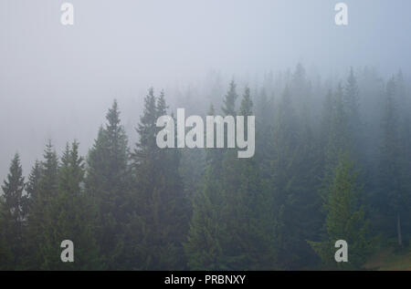 Alberi di pino coperto in grigio nebbia Foto Stock