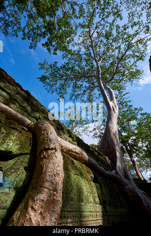 Grande albero radici a copertura Ta Prohm le rovine di Angkor Wat. L'Angkor Wat complesso, costruito durante l'Impero Khmer età, situato a Siem Reap, Cambogia, è Foto Stock