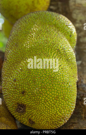 Jackfruit (Artocarpus heterophyllus), jack tree, fenne, jakfruit, che cresce su un albero a Zanzibar Foto Stock