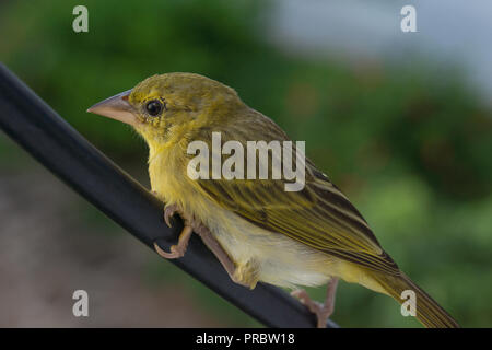 Willow trillo (Phylloscopus trochilus) su un filo di Unguja, Zanzibar, Africa orientale Foto Stock