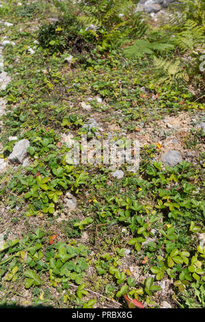 Un grande gruppo di fragole Piante alte montagne del Parco Nazionale Picos de Europa, Spagna Foto Stock