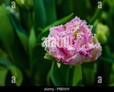 Rosa isolato parrot tulip con foglie verdi sullo sfondo Foto Stock