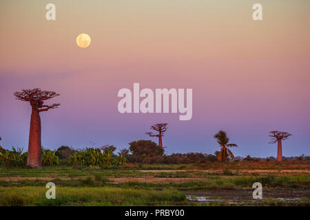 La luna sorge su alberi di baobab dopo un tramonto colorato Foto Stock