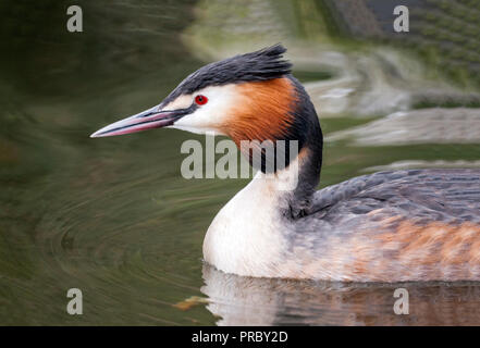 Svasso maggiore (Podiceps cristatus) in estate piumaggio. Foto Stock